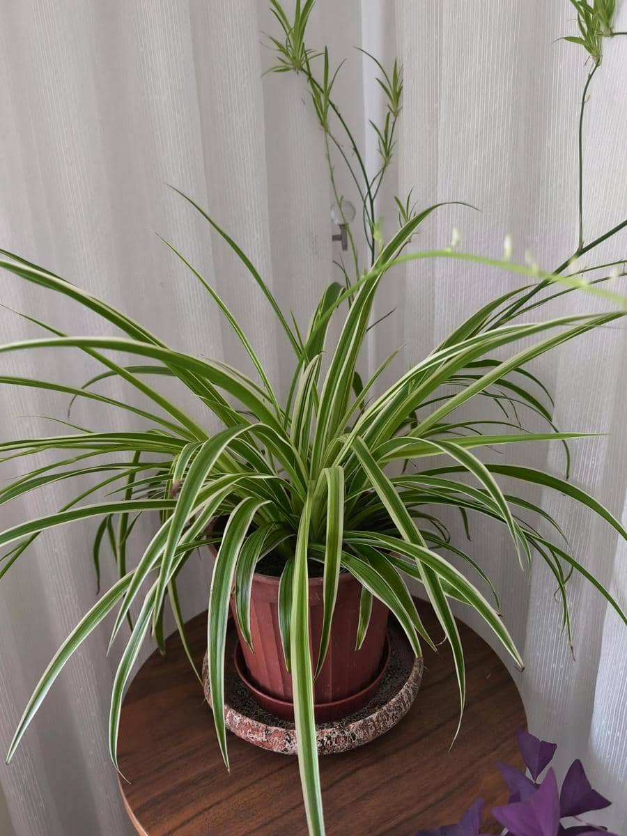 ilustrasi spider plant