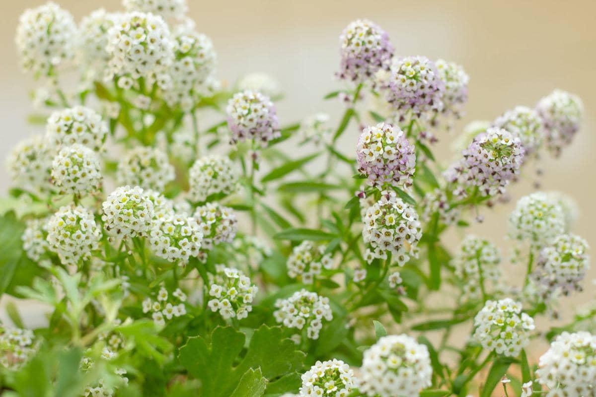 ilustrasi alyssum manis