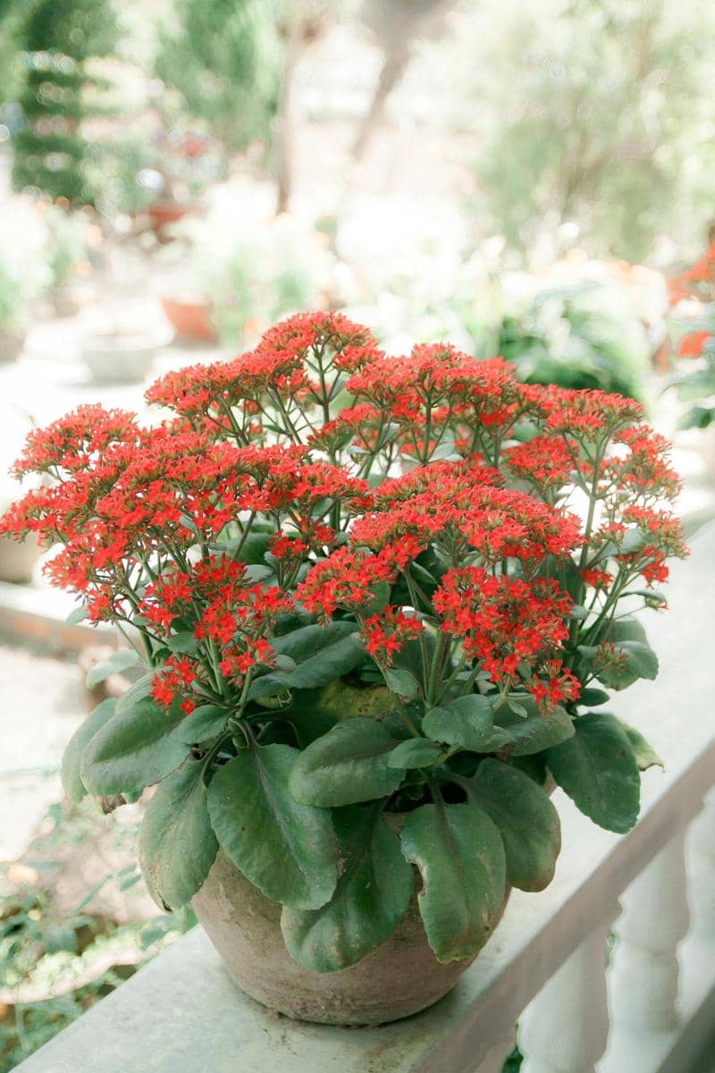 ilustrasi kalanchoe