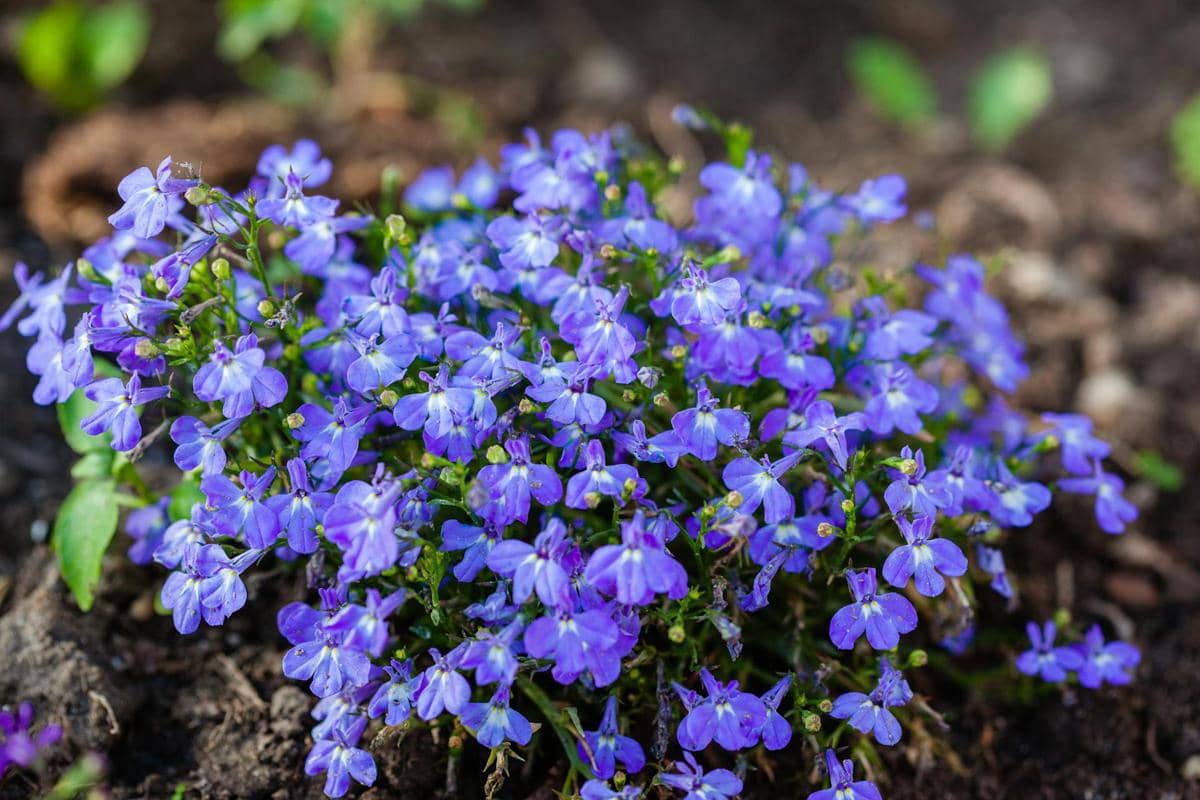 ilustrasi lobelia