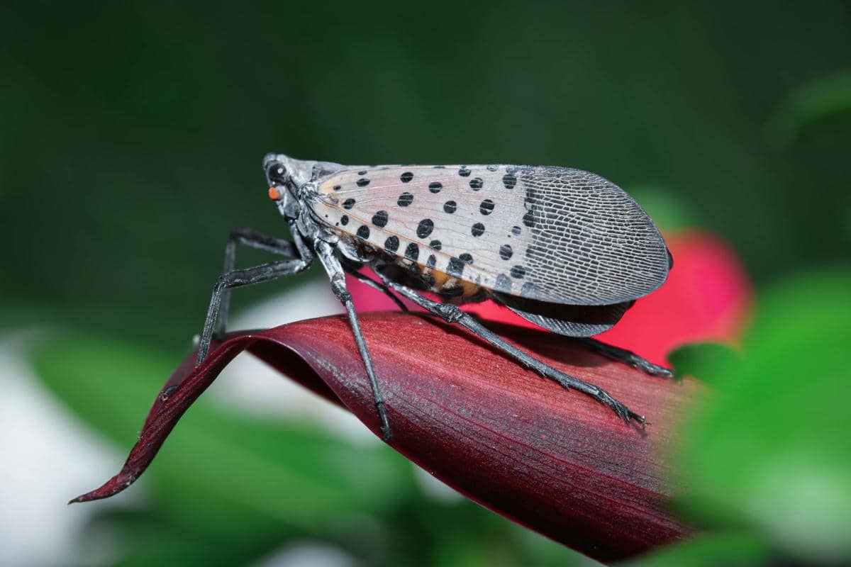 5 Fakta Menarik Spotted Lanternfly, Hama Cantik tapi Berbahaya