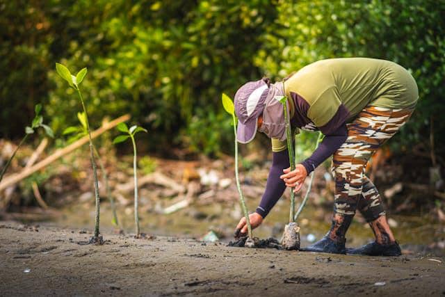 Seorang individu menanam bibit mangrove di tepi pantai berlumpur dengan latar belakang hutan hijau yang rimbun.