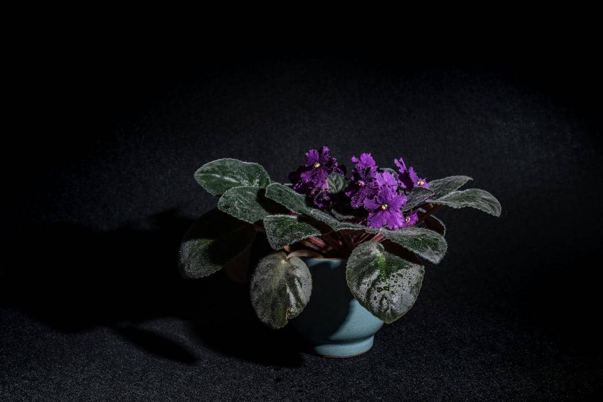 ilustrasi african violet