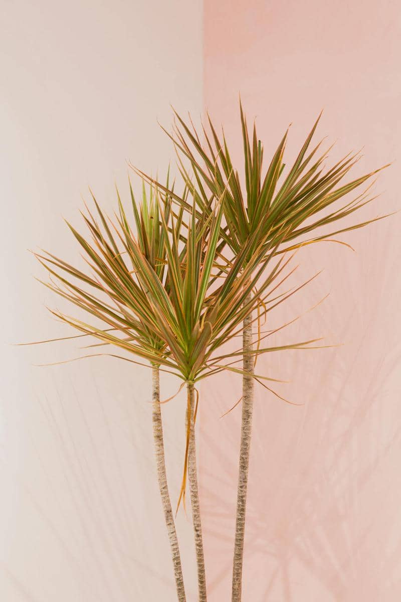 ilustrasi dracaena marginata