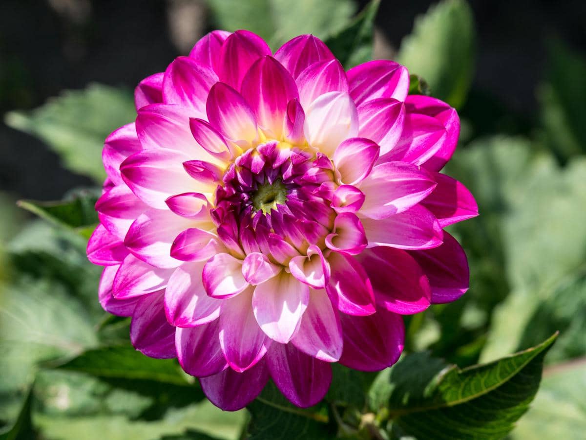 ilustrasi bunga dahlia