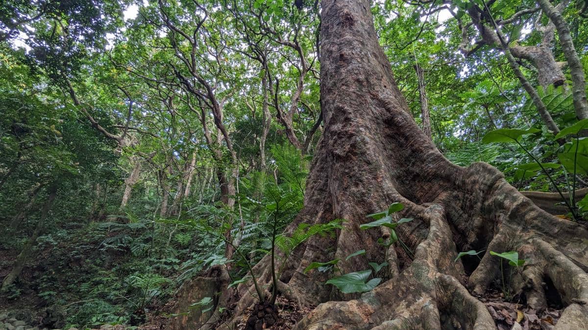 5 Pohon Khas Indonesia, Kekayaan Alam dari Berbagai Daerah