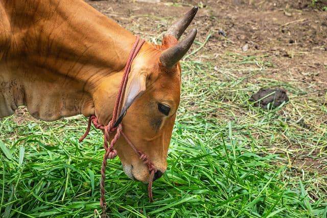 Jelang Idul Adha, Pemprov Sumut Pastikan Stok Hewan Kurban Aman