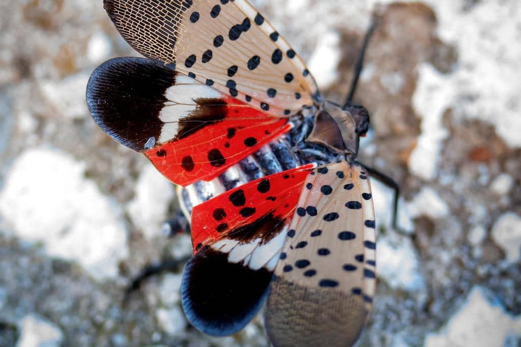 Spotted Lanternfly
