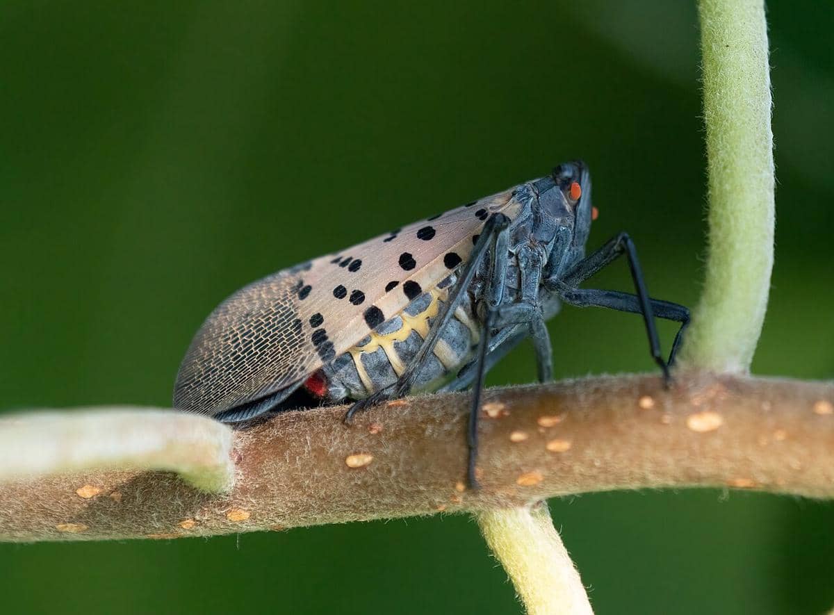 Spotted Lanternfly