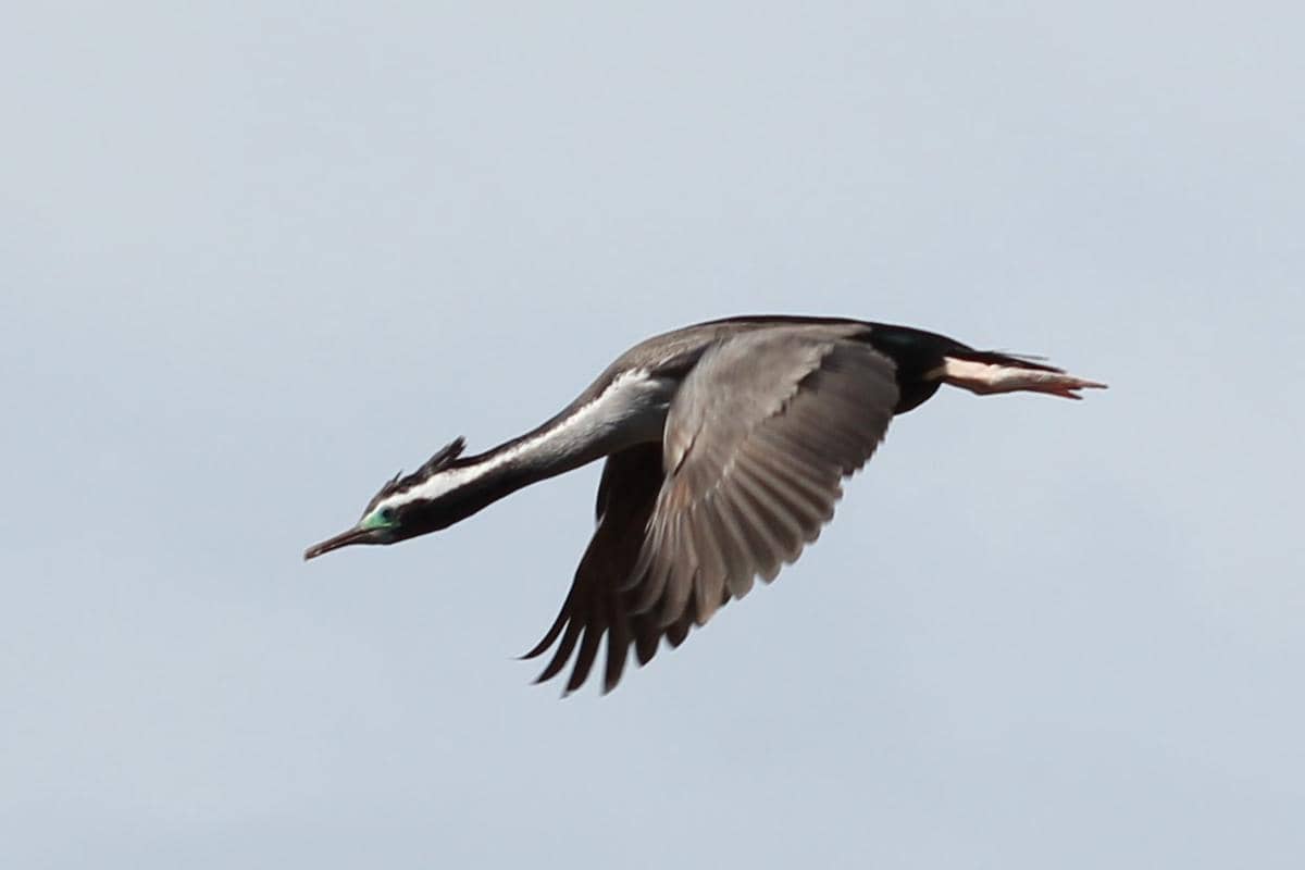 Spotted Shag