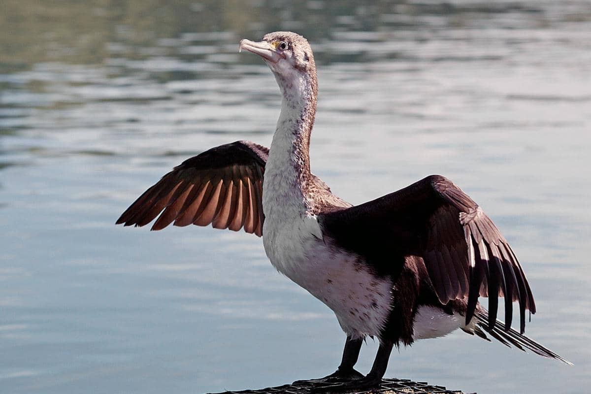 5 Fakta Spotted Shag, Burung yang Punya Kebiasaan Unik Menelan Kerikil