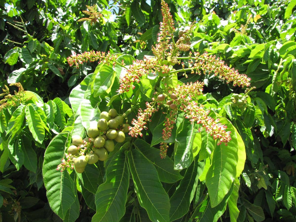 pohon matoa