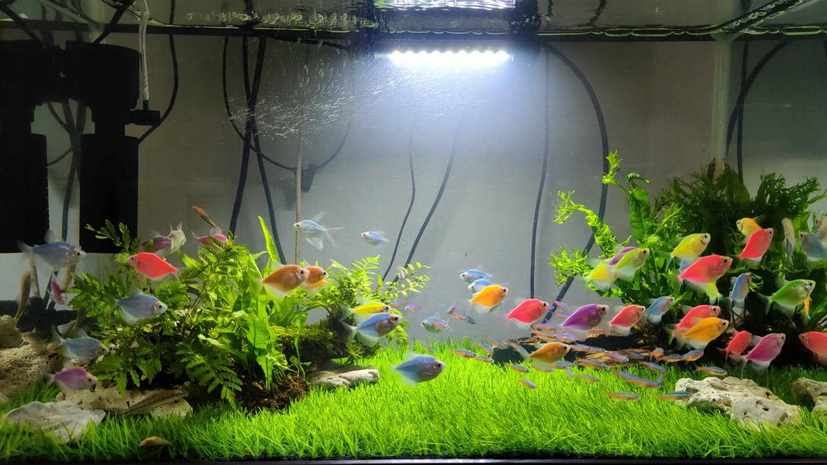 tips menata isi akuarium mini jenis aquascape dengan tanaman karpet hijau penuh dan sekumpulan ikan GloFish berwarna-warni