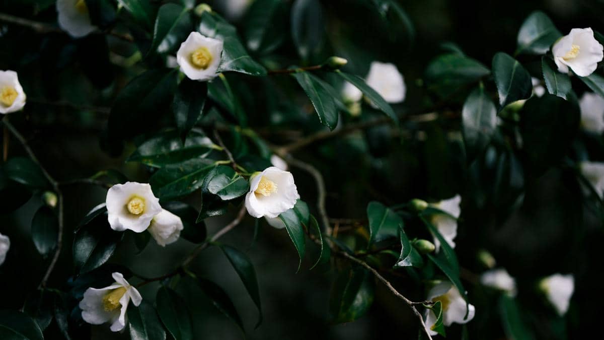 ilustrasi camellia sinensis