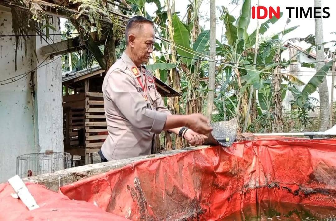 Manfaatkan Lahan, Kapolsek Banyumas Ini Beternak dan Bertani