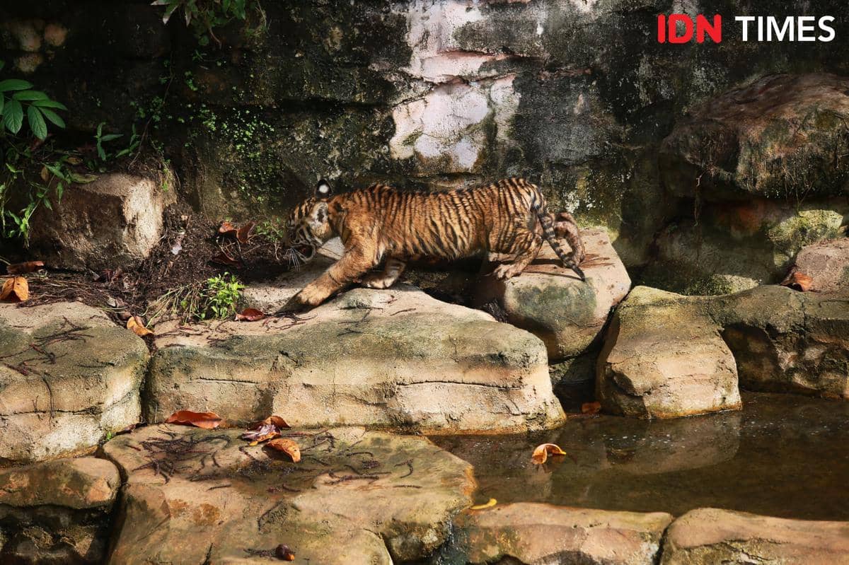  Puspa dan Muli Sikop, pada Jumat (22/5/2026). Kedua anak harimau tersebut merupakan hasil pengembangbiakan ek-situ pasangan indukan Kiyai Batua dan Sinta.