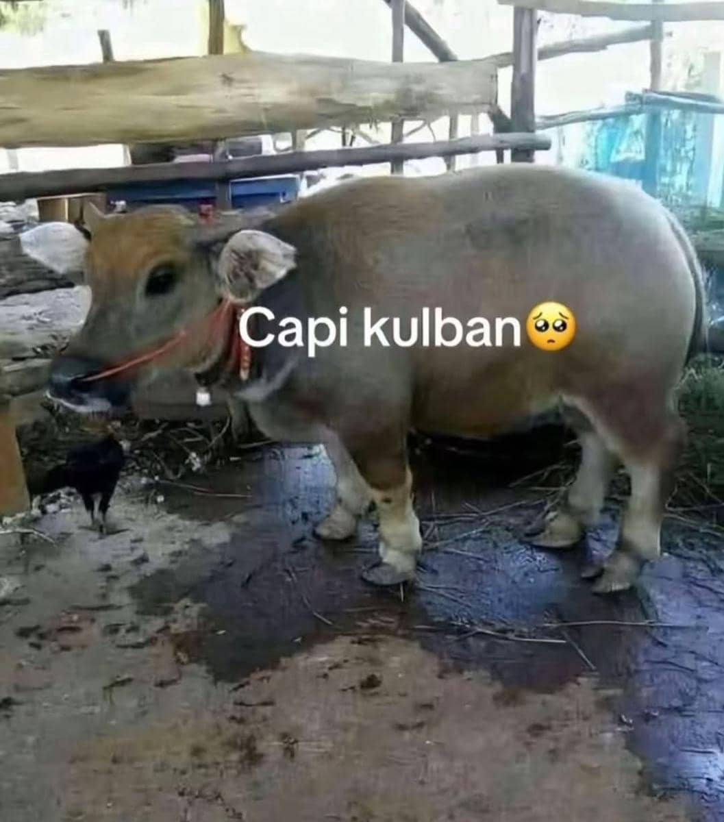 Meme Hewan Kurban Idul Adha 2026