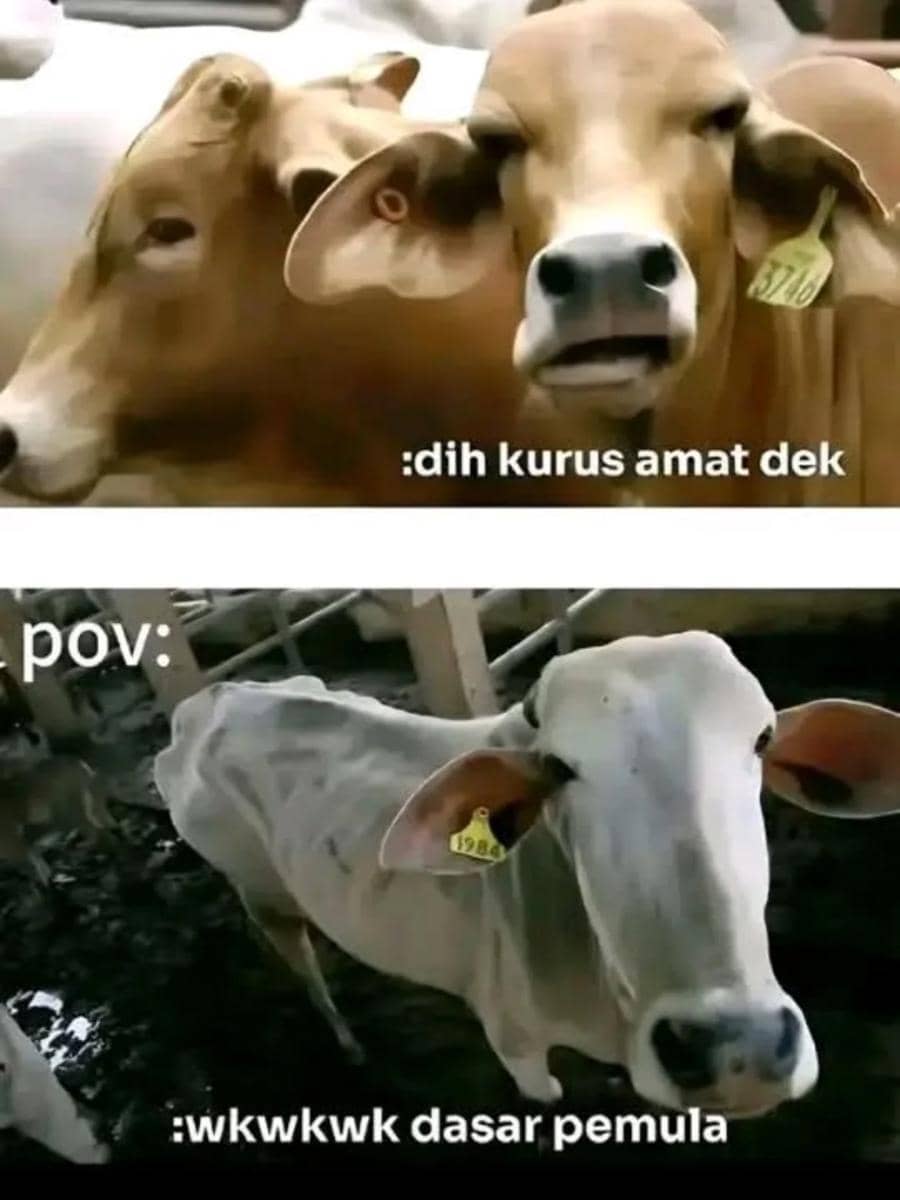Meme Hewan Kurban Idul Adha 2026