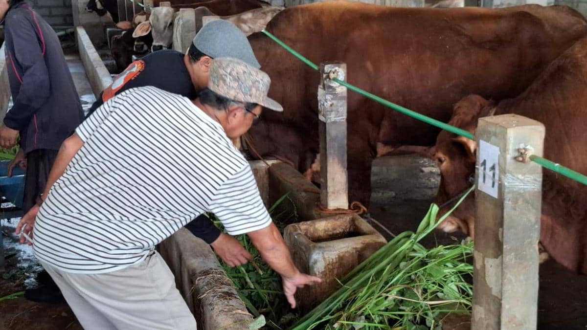 Kisah Yus, Pakai Ramuan Ajaib Buat Gemukan Sapi Kurban di Semarang