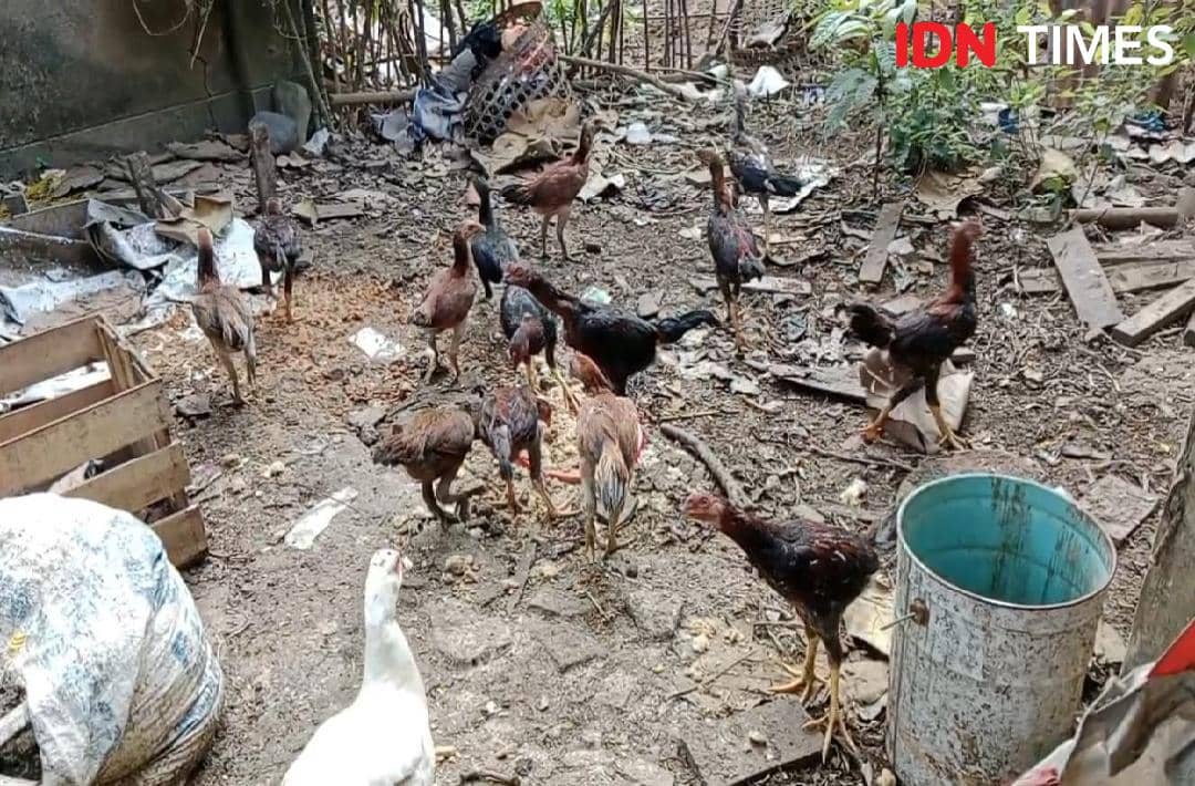 Beberapa ayam dan seekor angsa dipelihara di lahan kosong yang dipenuhi tanah dan sisa kayu di area terbuka pedesaan.