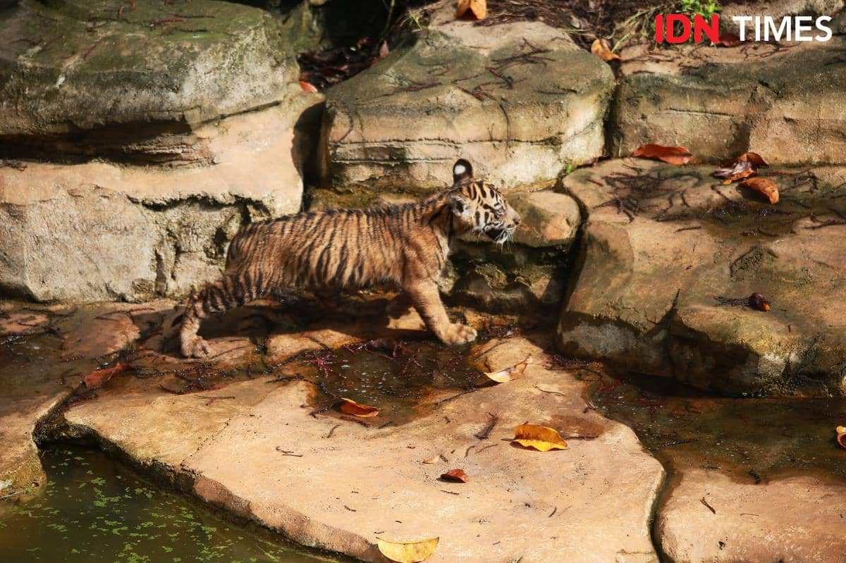 2 Anak Harimau Sumatra di Lembah Hijau Diberi Nama Puspa dan Muli Sikop