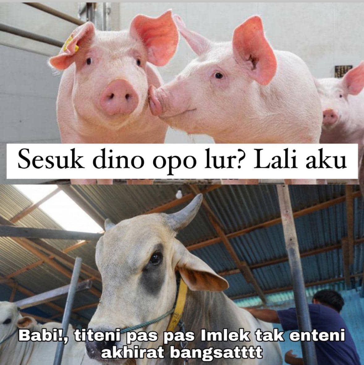 Meme Hewan Kurban Idul Adha 2026