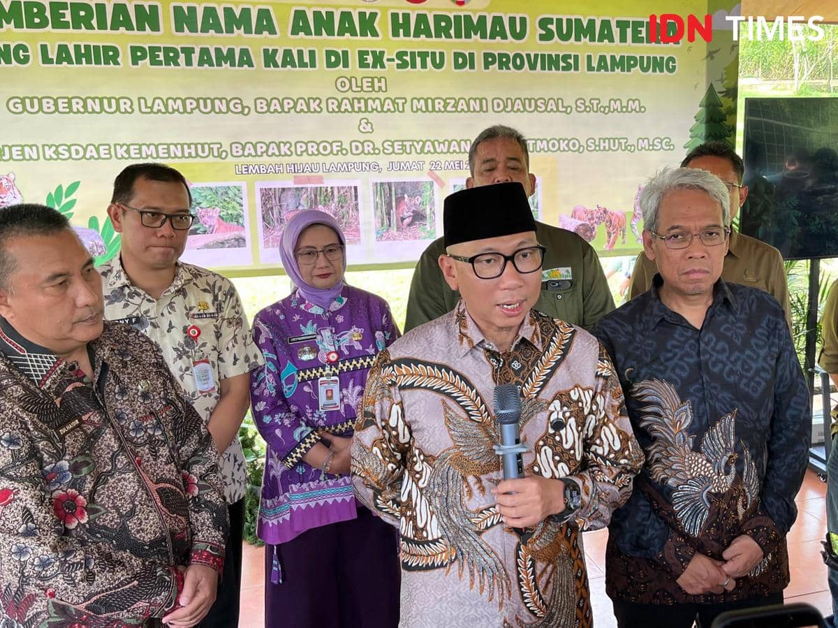Konferensi pers pemberian nama dua anak harimau Sumatra di LK Lembah Hijau Lampung. (IDN Times/Tama Yudha Wiguna). 