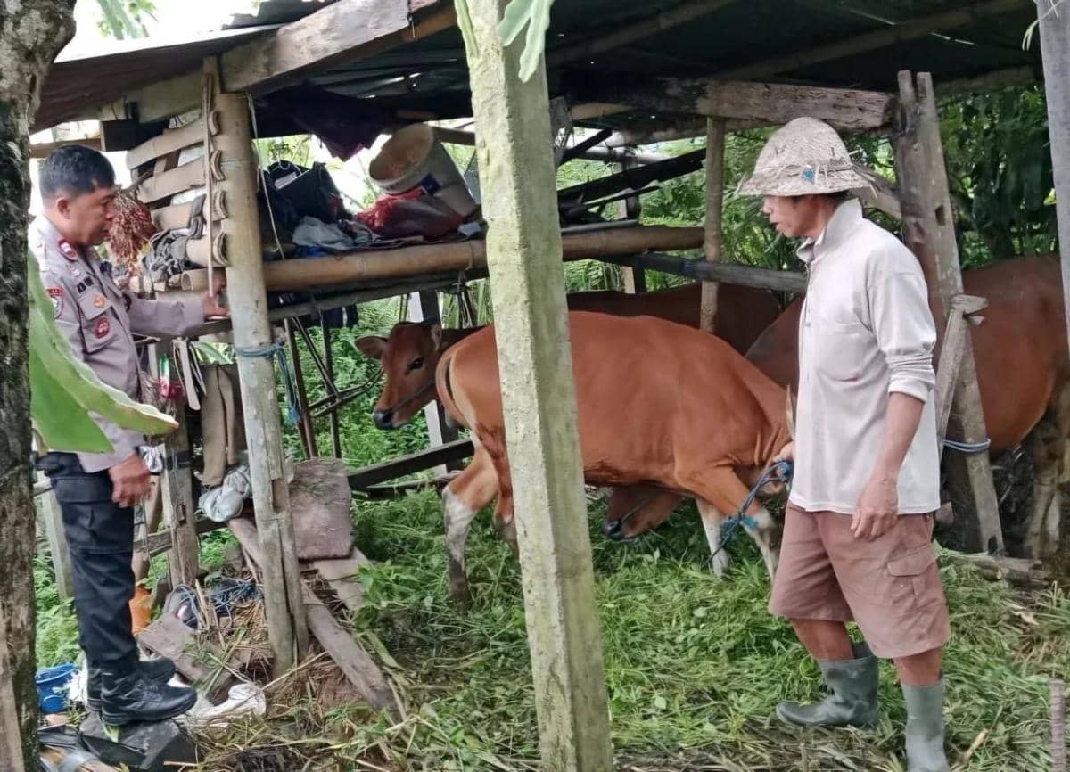 Petani di Karangasem Diresahkan Aksi Pencurian Sapi