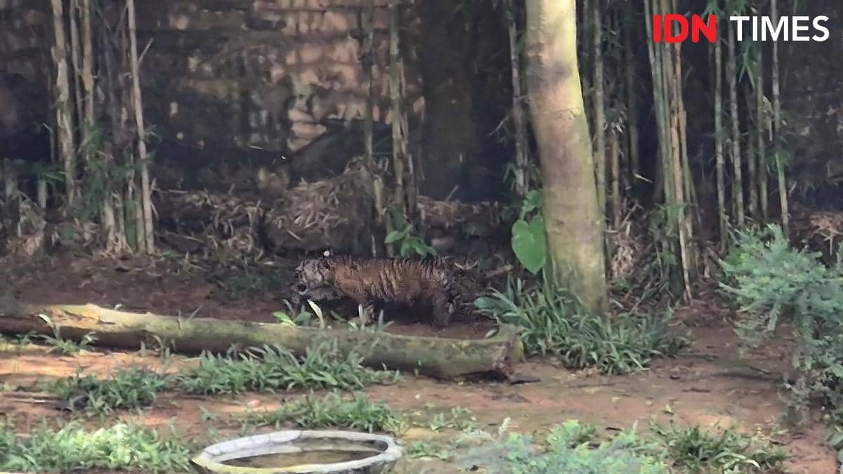 Penampakan anak harimau Sumatra "Puspa" dan Muli Sikop di LK Lembah Hijau Lampung. (IDN Times/Tama Yudha Wiguna). 