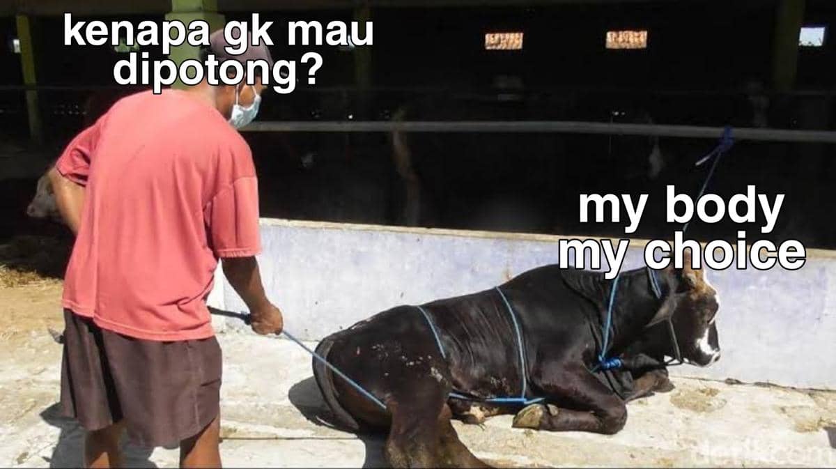 Meme Hewan Kurban Idul Adha 2026