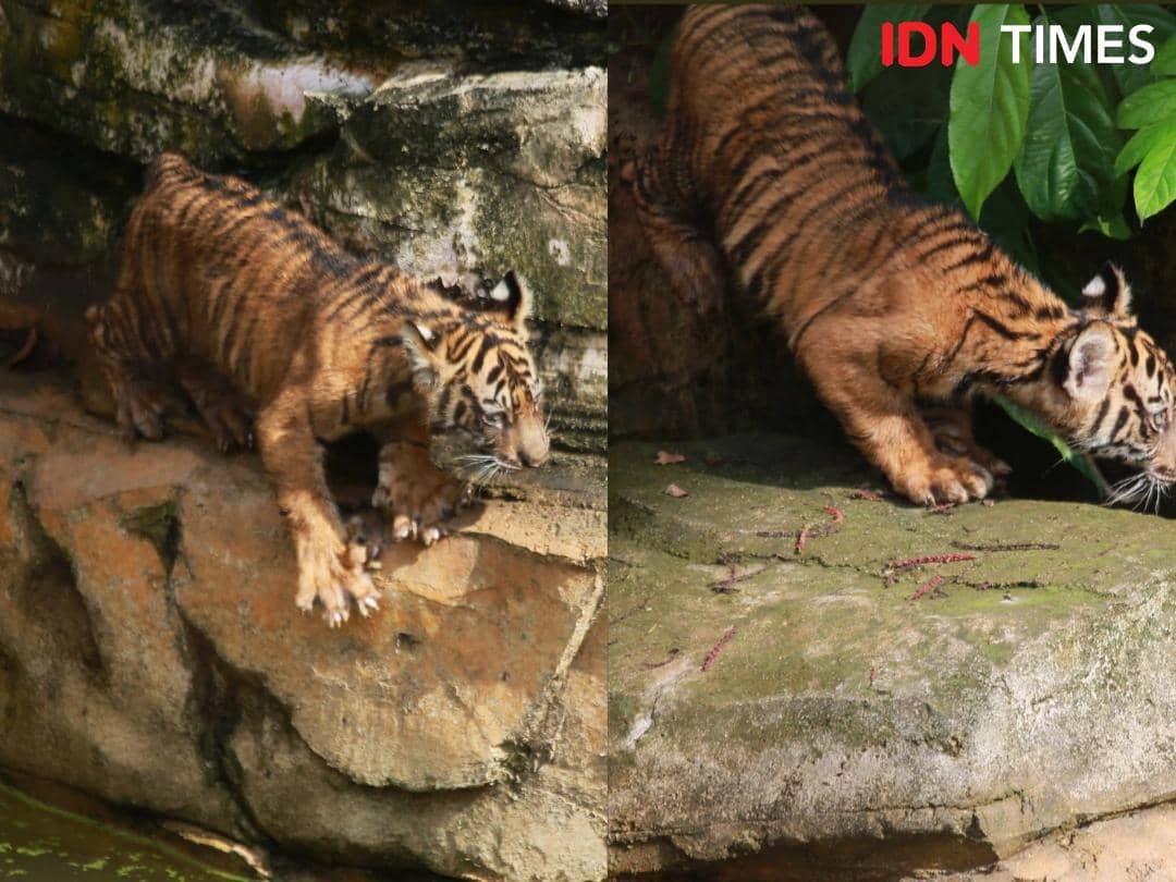 Puspa dan Muli Sikop, Bayi Harimau Lembah Hijau Siap Sapa Pengunjung
