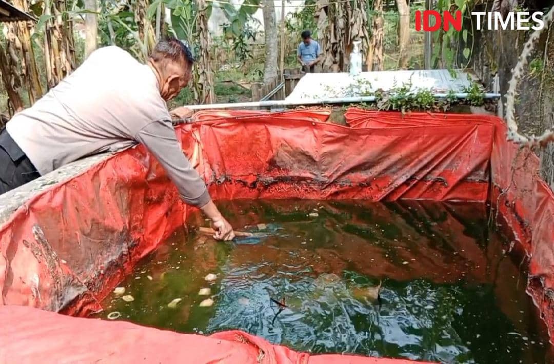Seorang pria berseragam polisi memberi makan ikan di kolam terpal merah di area kebun dengan pepohonan di sekitarnya.