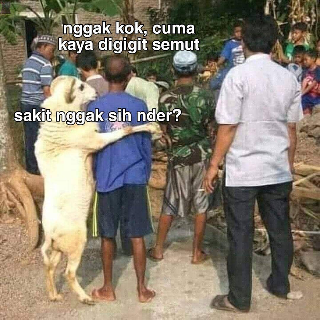 Meme Hewan Kurban Idul Adha 2026