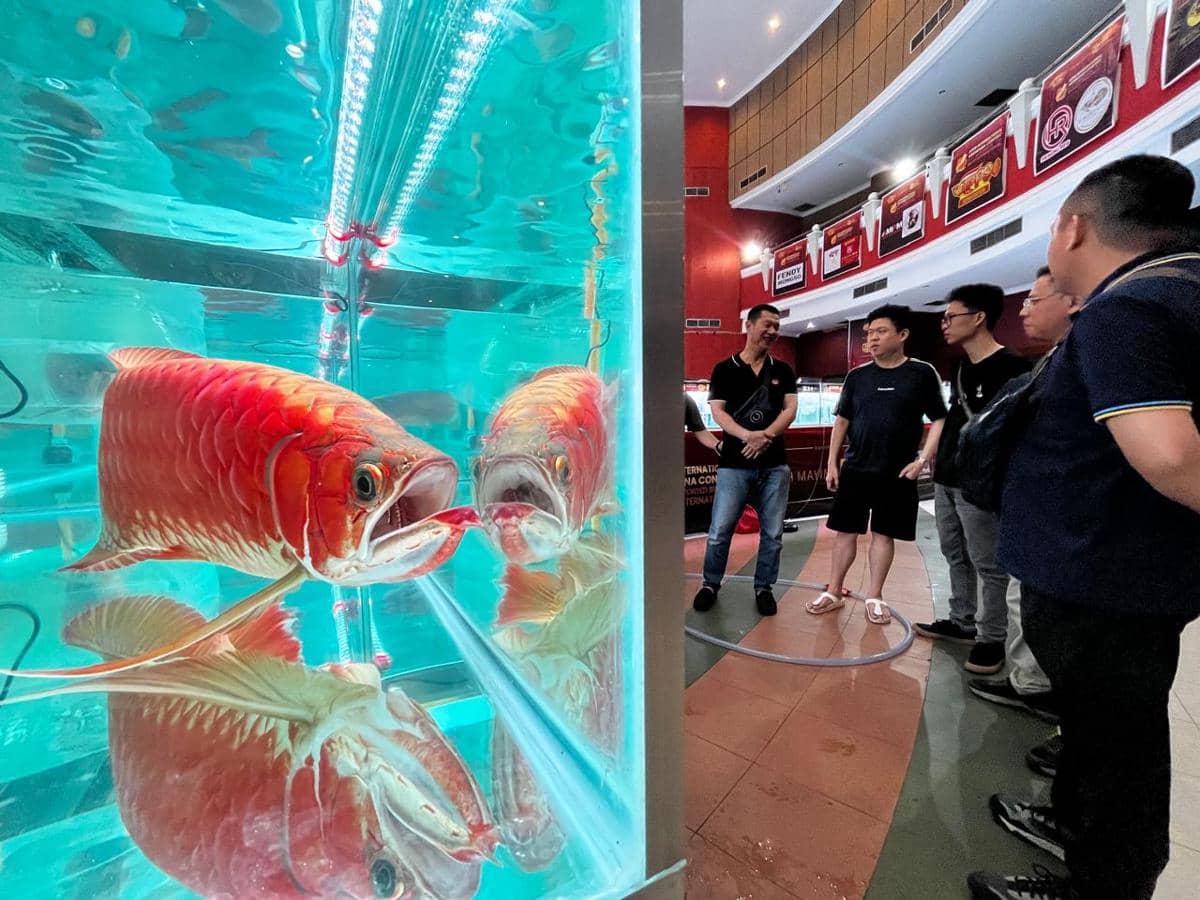 Ikan Arwana Kelas Sultan Ramaikan Pontianak, Cina Jadi Pemburu Terbesar