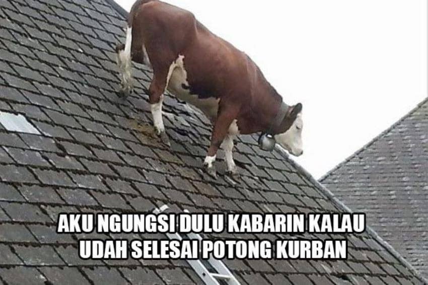 Meme Hewan Kurban Idul Adha 2026