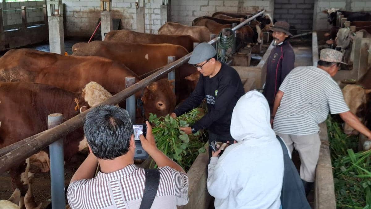 77.436 Ekor Hewan Kurban Disembelih di Jakarta, DLH Ingatkan Ecoqurban