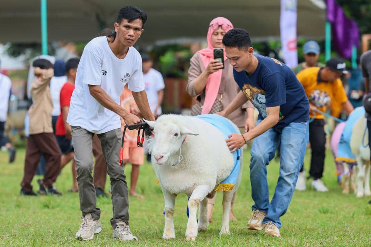 Sering Dibelai dan Diajak Lari-lari, Bruno Juara Kontes Domba Ekstrem