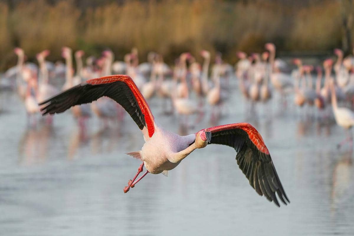 flamingo besar