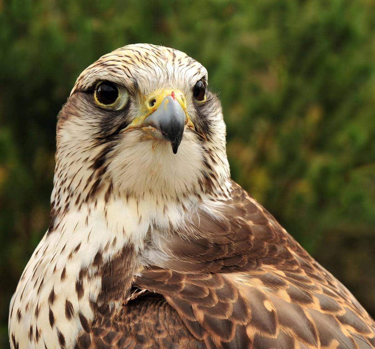 Falkon Saker