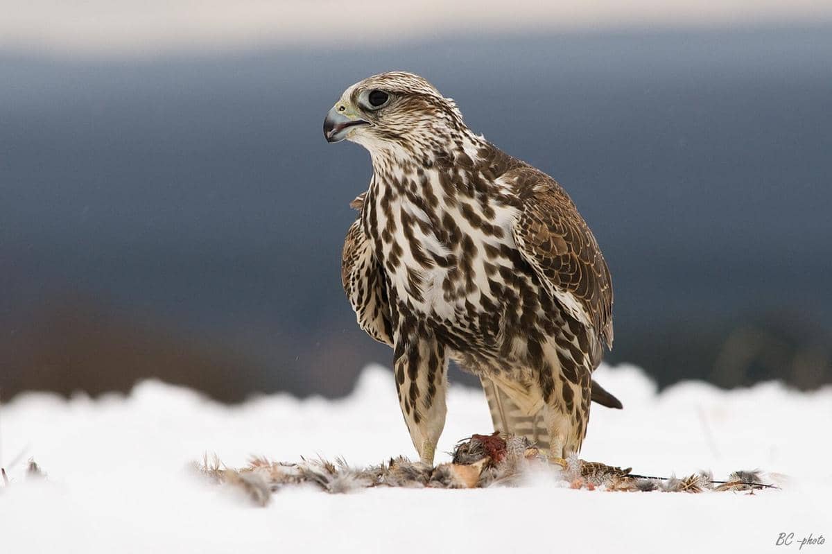 5 Fakta Falkon Saker, Burung Pemangsa Cepat yang Terancam Punah