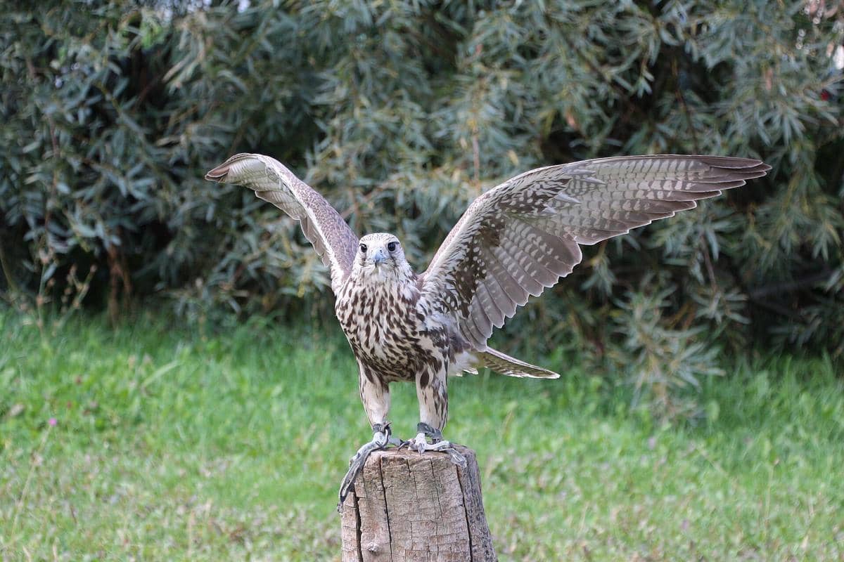 Falkon Saker