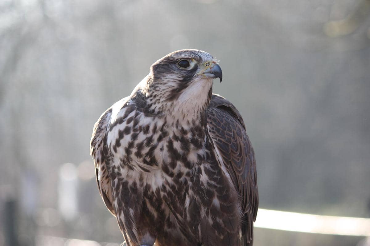 Falkon Saker