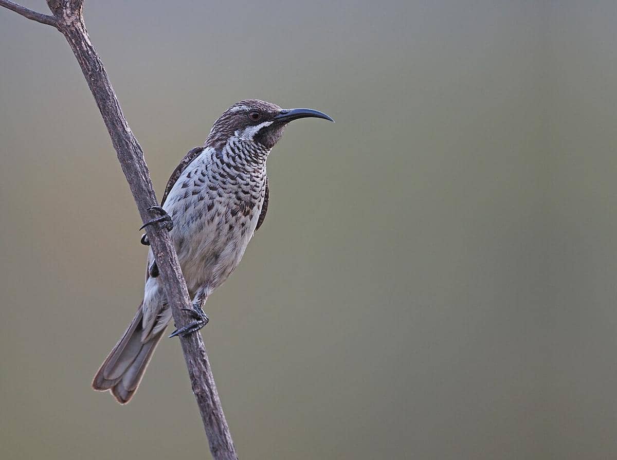 potret burung Socotra sunbird