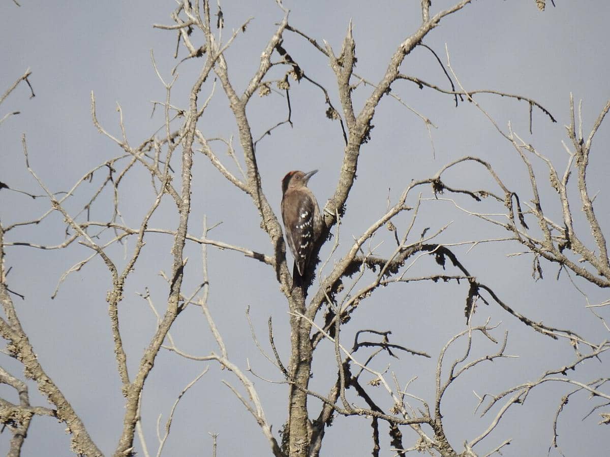 potret burung Arabian woodpecker