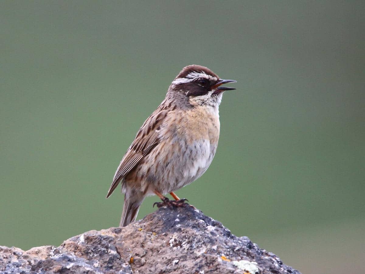 ilustrasi burung Arabian accentor