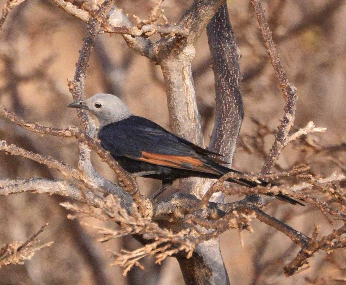 potret Socotra starling