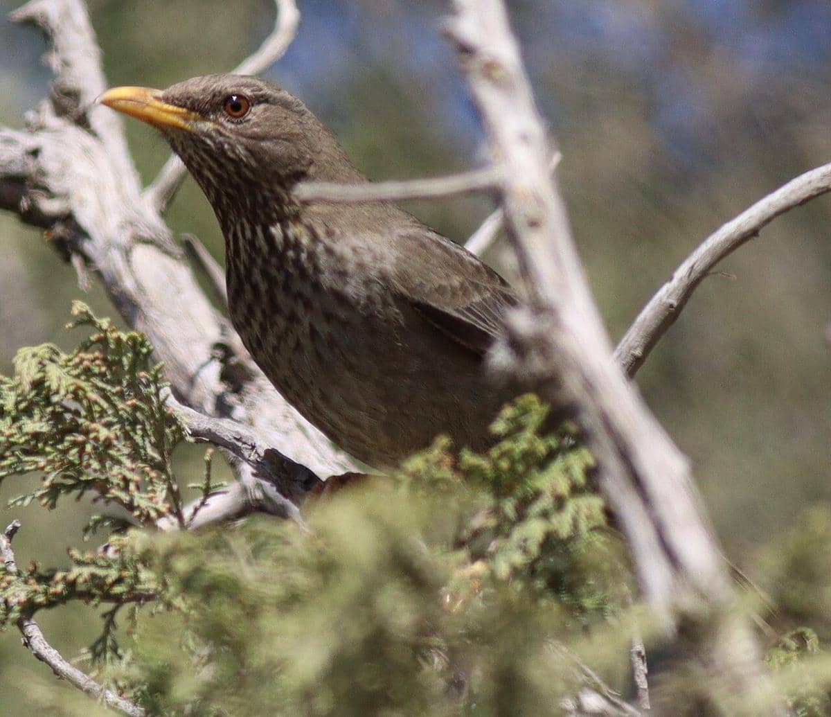 potret burung Yemen thrush