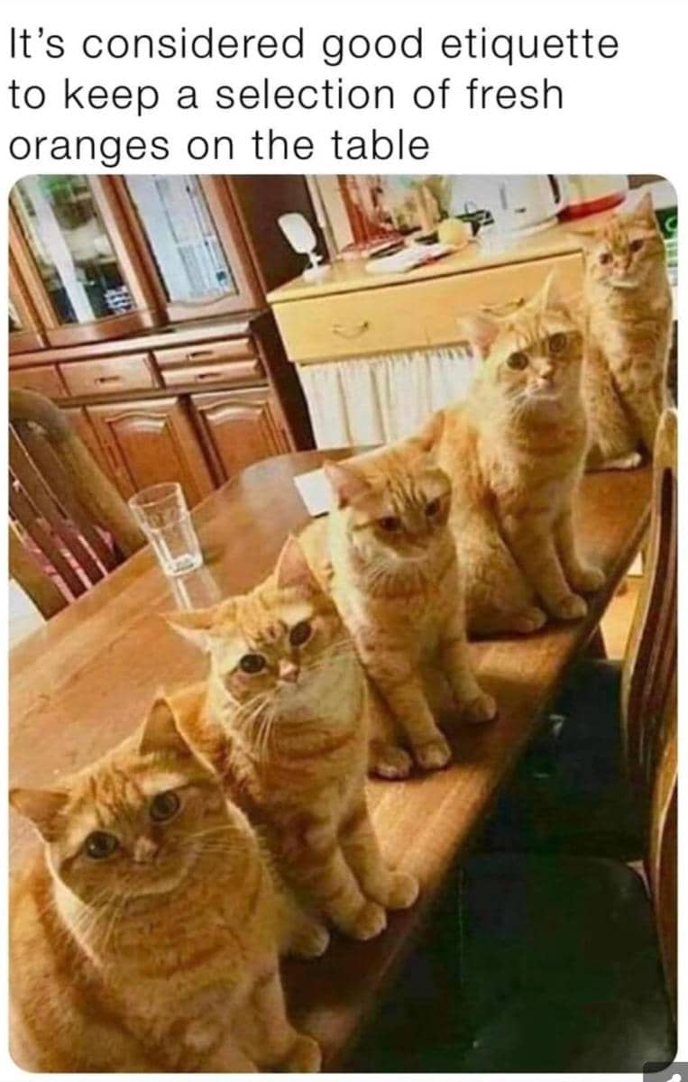 meme kucing dan meja