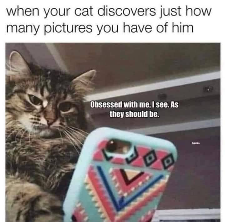 meme kucing tentang HP