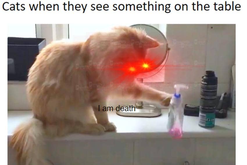 8 Meme Kucing dan Meja, Suka Banget Jatuhin Barang!